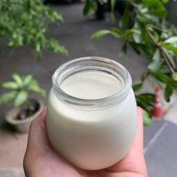 homemade yogurt
