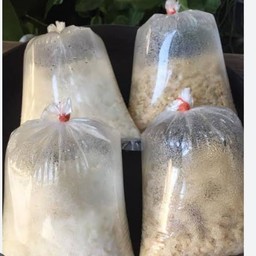 ข้าวเปล่า 1 ถุง