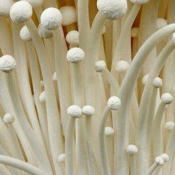 เห็ดเข็ม