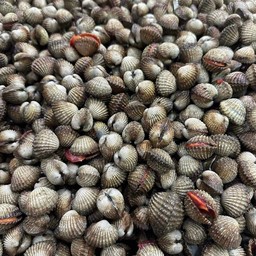 หอยแครงสด 1 กิโล