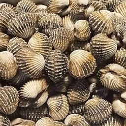 หอยแครง