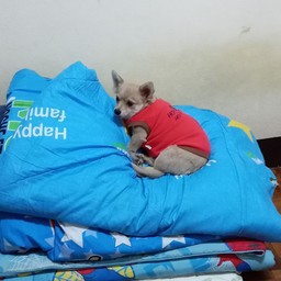 หมูหยอง