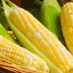 ข้าวโพด