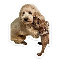 ขอค่าขนมให้โฮบัคได้ไหมฮับ