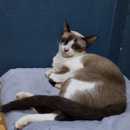 น้องแพนด้า (ดาด้า)