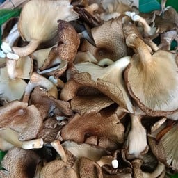 เห็ดลม ขีด