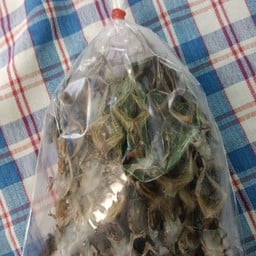 เขียดแห้งถุง