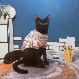 น้องจากัวร์