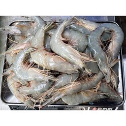 กุ้งสด