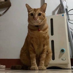 น้องส้มโอ