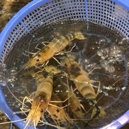 กุ้งเมีย 20-25 เป็น (ครึ่ง กิโลกรัม) ไม่แก้ว