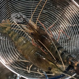 กุ้งผู้ 10 ตัวโล (ครึ่ง กิโลกรัม)