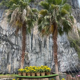 ทุ่งทานตะวันเขาทะนาน