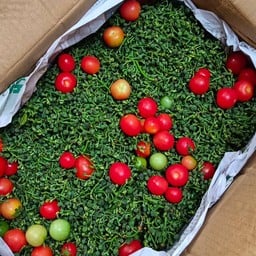 สะแล ครึ่ง โล