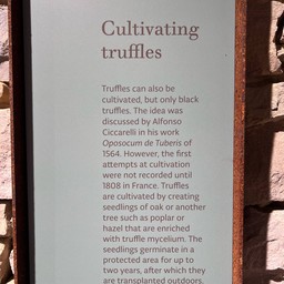 Truffle Museum