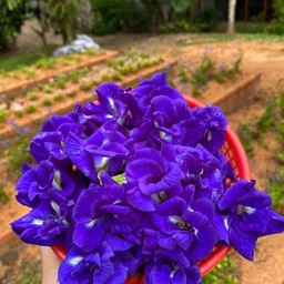 อัญชันน้ำผึ้งมะนาว