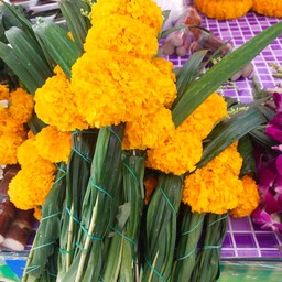 กำดาวเรือง