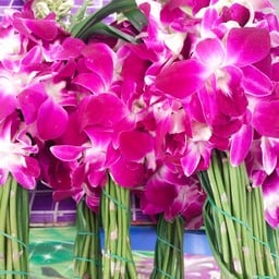 กล้วยไม้กำ