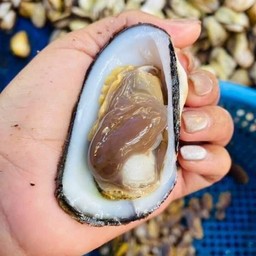 หอยบิดสด 1 โล