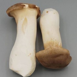 เห็ดออรินจิ