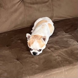 ด๊อบบี้ (ค่าปิดปาก)