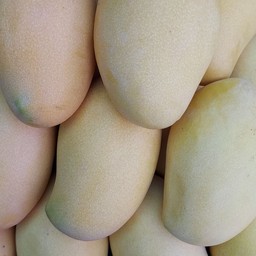 มะม่วงแก้วขมิ้น สุก (กิโลกรัม)