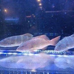 กุดสลาดไลน์แมน 4 ขีด