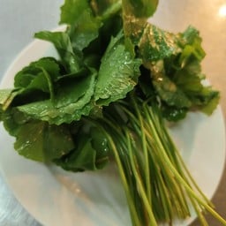 ใบบัวบก