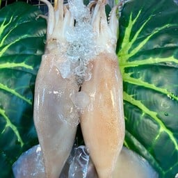 หมึกอาเจน1 ตัว (ไซร้ 3 ตัวโล)