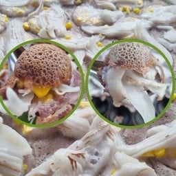 ขนมครกข้าวโพดมะพร้าวอ่อน ชุดใหญ่ (ชุดสุดคุ้ม)