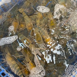 กุ้งแม่น้ำเป็นๆหัวไข่ทุกตัว  1 กิโลกรัม (30-35ตัวโล)
