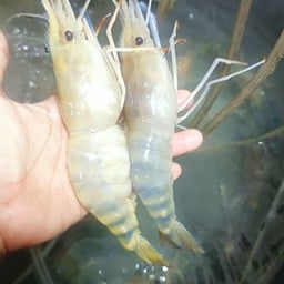 กุ้งตัวผู้เล็กผสมตัวเมีย  1โล