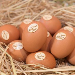 ไข่โมริทามะ