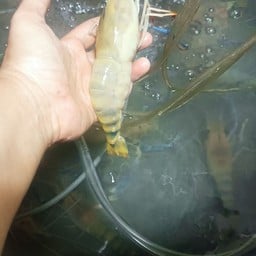 กุ้งตัวผู้เล็กผสมตัวเมีย  ครึ่งโล