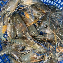 กุ้งแม่น้ำเป็นๆ หัวมัน (30-35ตัวโล)