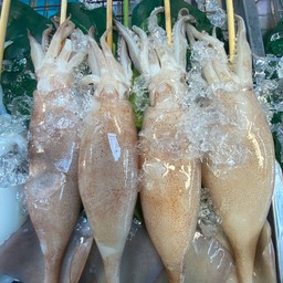 หมึกอาเจน 1 ตัว