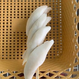 ปลารักบี้