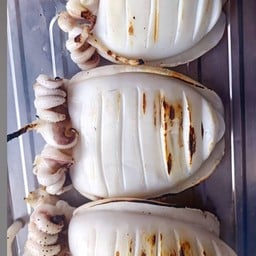 หมึกกระดองย่าง