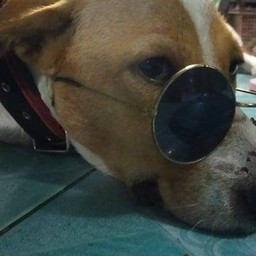 TIP BOX น้อนมะพร้าว ชอบกินไก่ย่าง