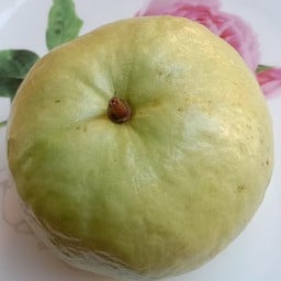 ฝรั่งแป้นสีทอง