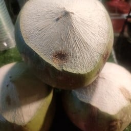 มะพร้าวน้ำหอม