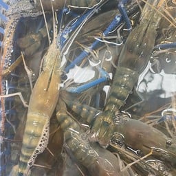 กุ้งแม่น้ำเป็นๆ  1 กิโลกรัม (14-16ตัวโล)