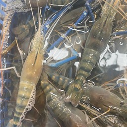 กุ้งแม่น้ำเป็นๆหัวมัน 7-8 ตัว (ครึ่งกิโลกรัม)