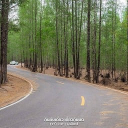 ป่าสนเหมืองแร่