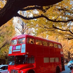 Meiji Jingu Gaien Ginkgo Avenue