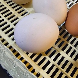 ไข่ข้าว