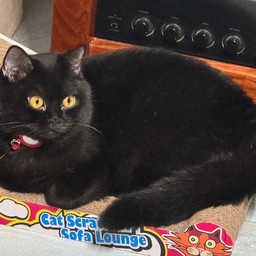 ติ้บเจ้่ของร้านตัวจริง น้องลูน่า