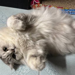 ติ้บคุณยายหมูนุ่ม2ขา รอตบ