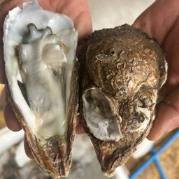 นางรมตัวใหญ่ไม่แกะฝา 1 kg.