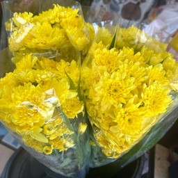 มัมนอก